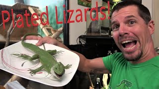 Lets Talk Plated Lizards [upl. by Fee]