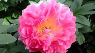 Peony Pink Hawaiian Coral  wwwpeonyshopcom [upl. by Ameluz]