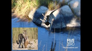 Leopard Jumps Across River with Bushbuck [upl. by Rehpinnej]