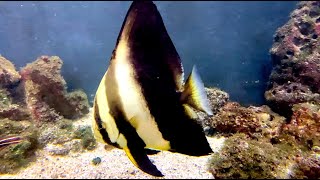 ナンヨウツバメウオ Orbicular batfish Platax orbicularis [upl. by Talbot]