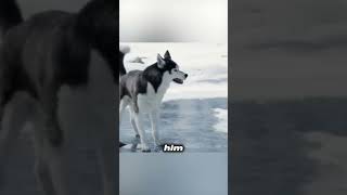 The battle between two sled dogs film movie shorts [upl. by Revlis]