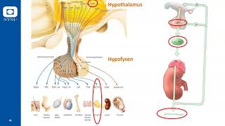 Konkrete legemidler H Hormoner til systemisk bruk [upl. by Nerissa]