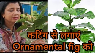 Best indoor plant fiddle leaf fig plant  How to care Ficus lyrata plant  Ornamental fig plant [upl. by Yrtsed]