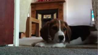 Beagle puppy howling and playing [upl. by Karla]