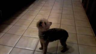 My Yorkshire Terrier howling [upl. by Wira719]