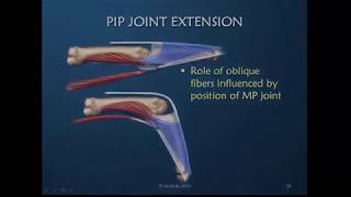 Obstinate PIP Joint Part 3 of 12 Drivers of PIP Joint Extension [upl. by Hartill126]