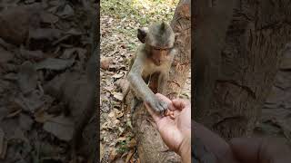 Small monkey siting and eat peanut junglemonkeys monkey cute [upl. by Elem137]