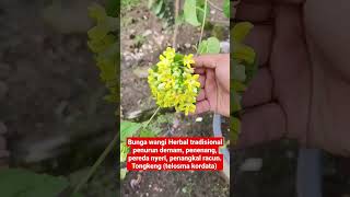 tanaman herbal bunganya harum wangi bungaharum tanamanherbal [upl. by Aley916]