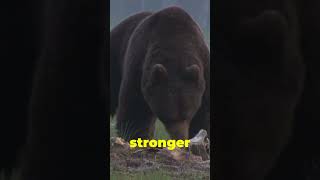 Grizzly Bears in Action grizzlybear grizzlies animals facts wildlife bear youtubeshorts [upl. by Refinneg]