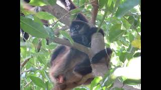 005 Spider monkeys Quintana Roo Mexico [upl. by Sabu466]