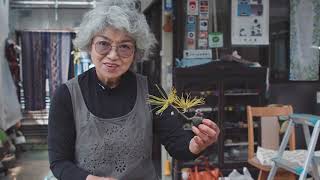 Bonsai gli alberi in miniatura che crescono per 800 anni e possono costare 1 milione di euro [upl. by Rolyt]