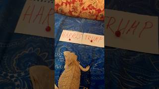 Beardie vs Doggy who will make the right choice 😁beardielife beardeddragon doggo [upl. by Eidnyl861]