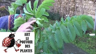 Tuto jardinagecomment faire la taille et entretien du mélianthus majormélianthusPlante vivace [upl. by Ainel]