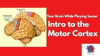 Intro to the Motor Cortex [upl. by Erine805]