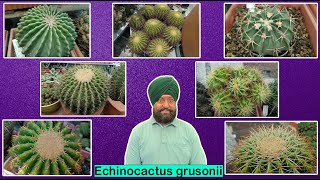 Different species of Echinocactus grusonii  Golden barrel [upl. by Wohlen]