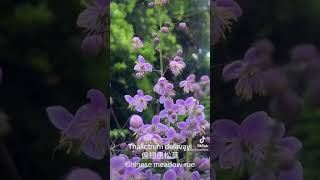 Thalictrum delavayi 偏翅唐松草 [upl. by Hildagarde741]