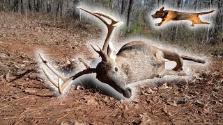 BIG BUCK SHOT WHILE RUNNING DOGS [upl. by Aita]