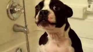 Funny Boston Terrier Howling to Mission Impossible [upl. by Einahpit932]