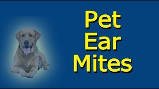 Pet Ear Mites [upl. by Akanke902]