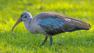 How Hadeda ibises detect submerged prey using remote touch [upl. by Cade]