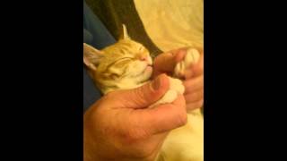 Pets Reactions To Head Massager 😂 Funny Pets [upl. by Andromede]