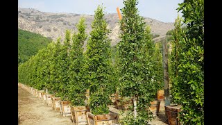 Ficus nitida 24quotbox at Piru yard [upl. by Enitselec]