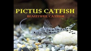 Pictus CatFish  A Non Aggressive CatFish [upl. by Daisy695]