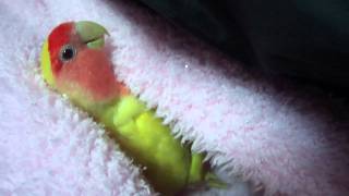 Chicken the Lovebird talking [upl. by Theodosia]