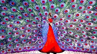 Peacock The Most Beautiful Bird With many Different Colours Feather Out  HD Video [upl. by Partan]