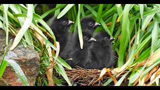 Tasmanian Native Hens Nest and Chicks [upl. by Tierney]