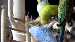 Parakeets playtime  Parkieten Speelkwartier [upl. by Sybil]