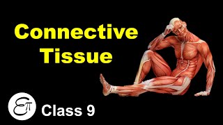 Connective Tissue and its Types  Animal Tissues Part 3  in Hindi for Class 9 [upl. by Madden]