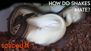 How Do Snakes Mate [upl. by Adneral]