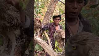 Many owls in the forest and a man walk to meet part 04 animals nature wildlife birds love [upl. by Asital]