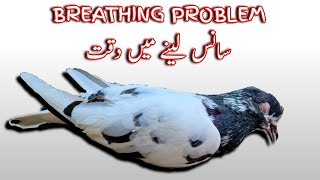 Pigeon Breathing Problem amp TREATMENT  Pigeon Respiratory Infection [upl. by Alicsirp]