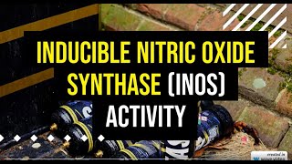 Inducible Nitric Oxide Synthase iNOS Activity [upl. by Nancey]