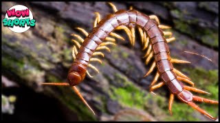 From Miniature Marvels to Giant Predators The Diverse Sizes of Centipedes [upl. by Coonan700]