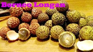 Borneo Wild Longan Dimocarpus longan Weird fruit explorer Ep 140 [upl. by Rihaz]