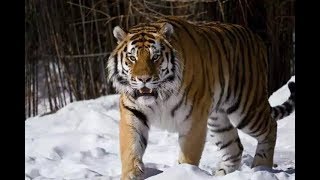 The huge male siberian tiger Scare off a group of tigers [upl. by Hallee]