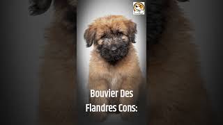 Bouvier des Flandres Pros And Cons shorts [upl. by Evey163]