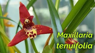 Maxillaria tenuifolia очередное домашнее цветение [upl. by Neeka]