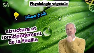 physiologie végétale Comment est la structure de la feuille et son fonctionnement svi S4 [upl. by Dnomso]