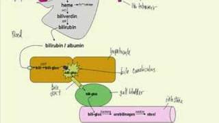 bilirubin metabolism made simple [upl. by Adiasteb]