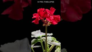 Geranium flowers opening Time Lapse shorts [upl. by Lewej28]