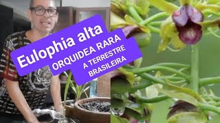 RARÍSSIMA ORQUÍDEA TERRESTRE VC CONHECE EULOPHIA ALTA [upl. by Nodnyl]