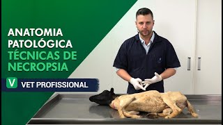 Anatomia Patológica Técnicas de Necropsia l VET Profissional [upl. by Thorman]