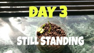 Albizia Julibrissin bonsai  creative farmer bonsai seeds  Bonsai from seed  Day 3  IT SURVIVES [upl. by Baniaz322]