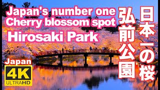 4K 2021 弘前公園の桜 弘前城 Hirosaki Castle Hirosaki ParkJapans number one cherry blossom 桜吹雪 観光 sakura [upl. by Hgieliak]