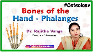 Bones of the Hand  Phalanges Upper limb Osteology [upl. by Campney]