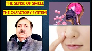 The sense of smell The olfactory system Lectures by Dr Alamzeb [upl. by Rosalinde887]